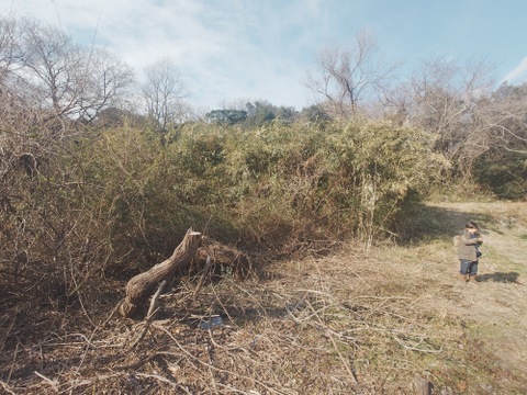 『自然栽培新じゃがいも3種食べ比べ・アンデスレッド・キタアカリ・デストロイヤー別目グランドペチカ』【農薬完全不使用 完全無肥料栽培 】！淡路島産〙80サイズ！！【5キロ】自然農法