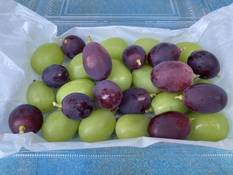 お得！訳ありシャイン&ルージュ粒パック　約1kg（4パック）