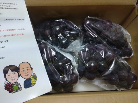 ✨🍇今が旬の露地栽培巨峰✤種有無混🍇✨
　　　巨峰４〜５房/中サイズ約1.7kg位