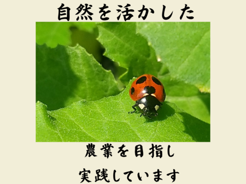 農薬不使用の有機大豆大容量6kg 優しい味わい   北海道の大地で育った「とよまさり」1月20日ころから発送予定
