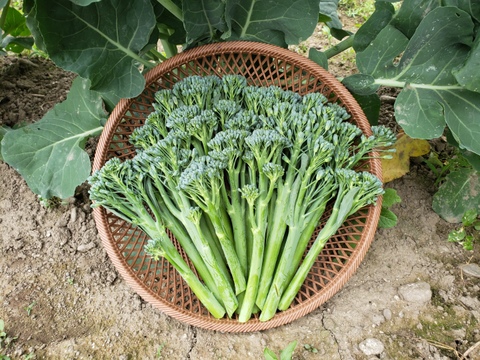 アスパラガスの食感、茎ブロッコリー(1kg)。