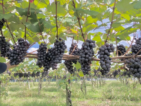 【お得な大容量】たっぷり5kg！贅沢スチューベン（秀品）