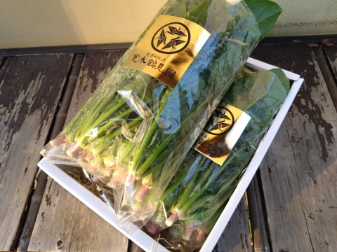 【日テレ出演で話題沸騰】💡美容志向の女性に大人気！極錬寒熟ホウレンソウ🥬期間限定販売！【大容量パッケージ約１キロ】【冬ギフト】