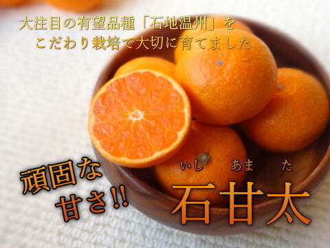 【福袋】最新品種多数！史上最大のみかん食べ比べ＆生ジャム！この１箱でみかんをまるごと楽しめる！「旬のこだわり柑橘食べ比べ玉手箱-虹色-」　ご家庭用　ジャム付　約３kg入　【商品番号2002jam】