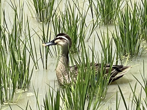 【令和7年】コシヒカリ・白米無洗米（10kg）【栽培期間中　農薬・化学肥料不使用】