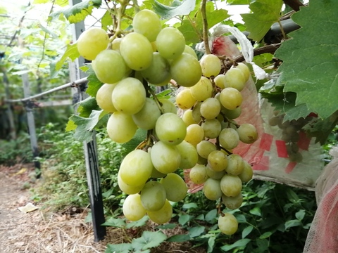 農薬不使用！甘いぶどう「シャインマスカット」1kg