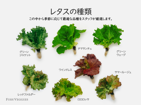 【パーティ用】ブーケサラダセット　新鮮！採れたて！化学肥料/農薬不使用だから安心して食べられる