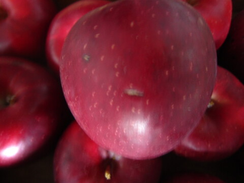 少し訳あり樹上完熟紅玉 総重量 約4kg前後 青森県 南部地方産 自家りんご農園生産直送品！