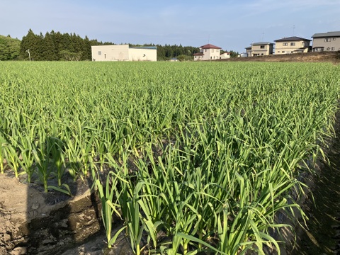 R７年産！青森県産　★お得な訳あり★にんにく！　１kg