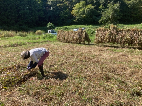子供から大人、全ての生き物に安心を…自然栽培天日干しひきわりハトムギ【２００ｇ】