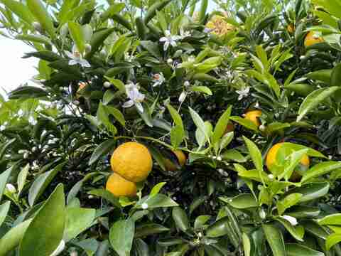 【訳あり】甘い白ワタと果肉で独自の風味を味わえるニューサマーオレンジ！ 5キロB品