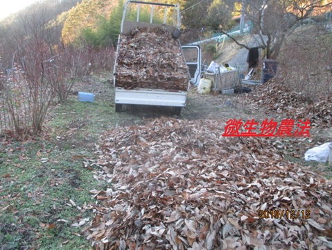 南信州産ブルーベリー  生果実 1kg 【夏ギフト】農家直送だから出来る、収穫日の発送で高鮮度