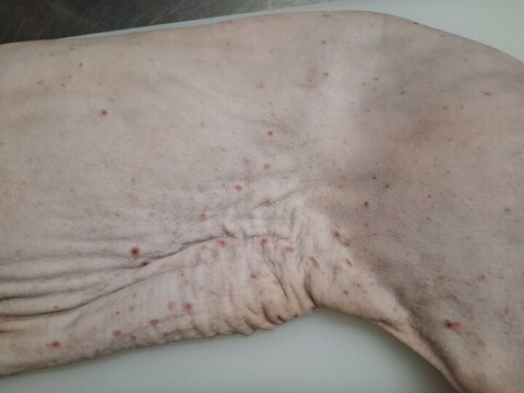 ◎！！特価！！◎★キャンプやBBQに！半身丸焼き用★やわらか仔イノシシ【皮付き・骨付き】6kg