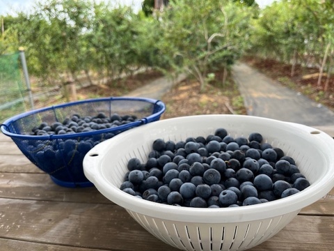 【肥料農薬不使用】2025年収穫！自慢の冷凍ブルーベリー！(2kg)