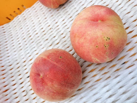 超希少品種！とろ～り食感が堪らない！【青空むすめ】自家用おすすめ‼家庭用