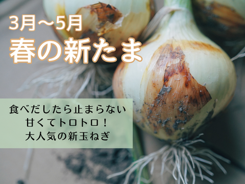 【玉ねぎ定期便】淡路島 季節の玉ねぎ 2kg箱 約6～8個入