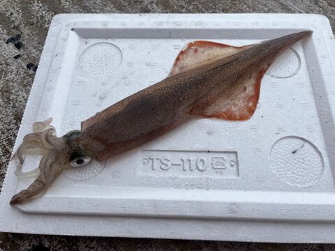 【今が旬！】青森県産　ヤリイカ(大)　約1kg