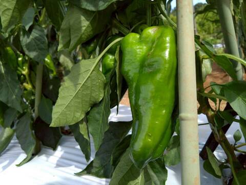 🫑野菜嫌いが吹っ飛ぶ🫑『下剋上ピーマン』400年土壌の栄養を最大限享受したブランドピーマン💡寛永鶴見ブランド1kgお試しキャンペーン💪2026年度予約☘️