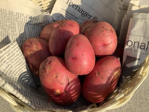 じゃがいも １３kg　アンデスレッド　赤いじゃがいも　大分県産　送料込み　農薬など無使用　訳アリ品 レッドアンデス じゃがいも ギフト