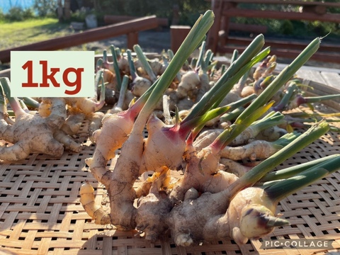 【農薬・化学肥料不使用】生姜　愛知県知多半島産　1kg
