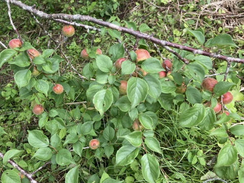 🩷自然農🍑高知産桃みたいな梅⭐︎農薬化学肥料除草剤なし無肥料💖つやつや稀少2キロ中〜小のこぶり