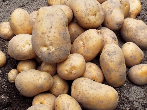 フライドポテトにぴったり！優しいお芋の風味とホクホク＆ねっとり感・ホッカイコガネ（合計5キロ）