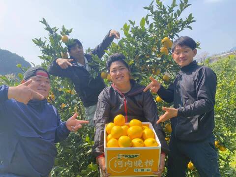 🍊今が旬！！🍊【御贈答用】　7.0㎏　天晴晩柑！（河内晩柑）