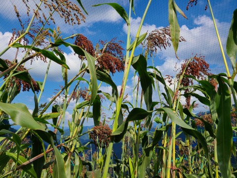 世界農業遺産認定　たかきび　茅堆肥栽培　農薬、化学肥料不使用　, 150g　3袋　（2022年栽培、生産）