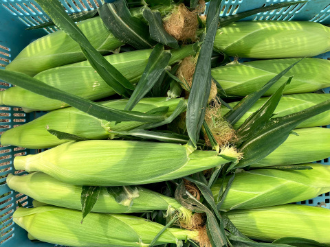 【今だけ】ホワイトショコラ フルーツの甘さ 13〜15本（約4.5kg）