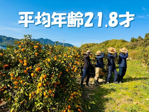 年越し　熟成青島みかん（家庭用・4kg）