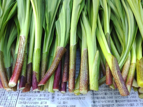 【2026年優先予約】！初物を優先発送(4月中旬)！太い行者にんにく2kg　「やわらか若葉」幻の山菜