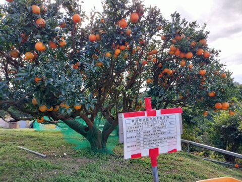 四季彩園のくしもとポンカンジュース