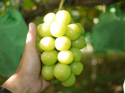 【数量限定】大地の恵み大粒ブレッシングシャインマスカット２房