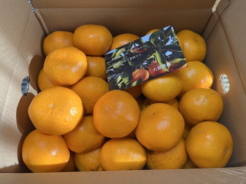 家庭用　大玉 　約１０キロ！【和歌山　有田みかん】予定受付スタート！早生みかん　和歌山