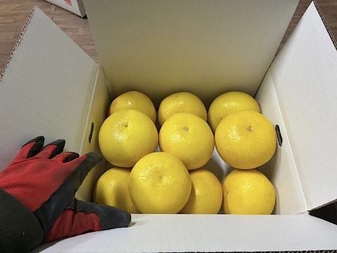 【二段熟成】果汁たっぷり！丸神文旦　訳あり・5kg（中玉　9玉前後）