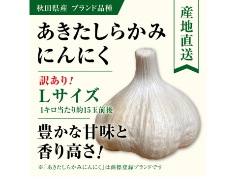 【新規出店記念セール！！】新物　白玉王🧄『あきたしらかみにんにく』訳ありLサイズ2kg