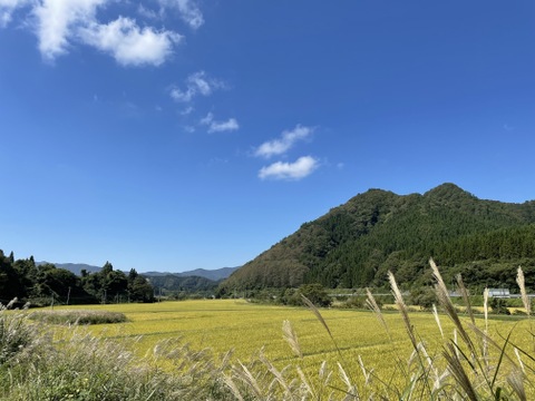 分水嶺清流 無洗米 あきたこまち 10キロ 令和7年度 山形県産 お米 米 白米 精米