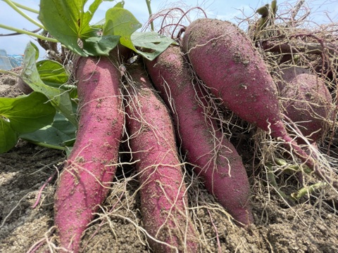 蜜たっぷり！1.8kgねっとり食感【べにはるか】