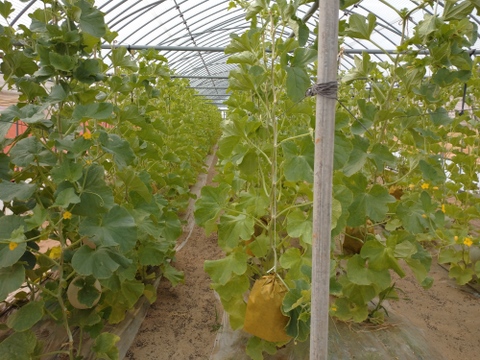 【食べ頃】砂地育ちの１実メロン Mサイズ １玉入り (受付８月４日まで)