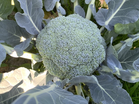 栄養満点最強野菜❗️淡路島産ブロッコリー🥦（4個）