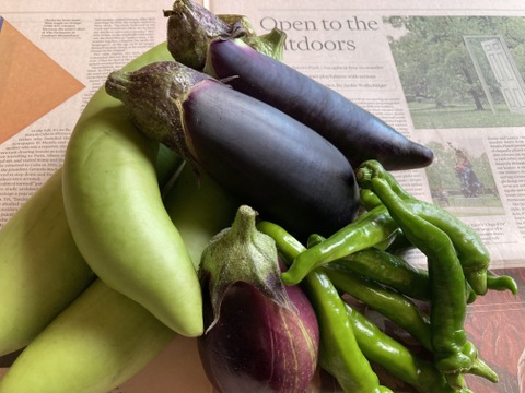 固定種野菜　薩摩白なす・山科なす・梨なす・万願寺とうがらし 60サイズ