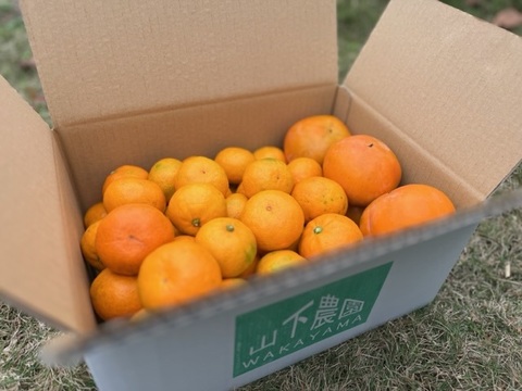 秋の味覚セット！フルーツ王国和歌山県産みかん&富有柿(5kg)