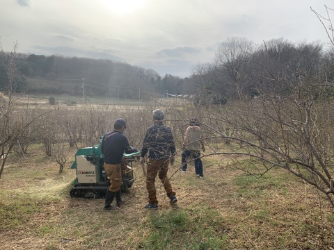 おまたせ！生ブルーベリー500g×2p
