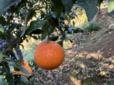 愛媛県八幡浜市産 甘平 小玉サイズ(家庭用3kg)