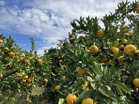 有田みかん【5kg（箱込）・ご家庭用】