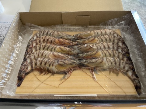 【一級品厳選】熊本県産 特殊冷凍 車海老 250g (9~11尾) 普通サイズ さしみ用【水揚げ即真空パック＆最先端の特殊冷凍で鮮度抜群！】急速冷凍 瞬間冷凍を超える特殊冷凍　のし可