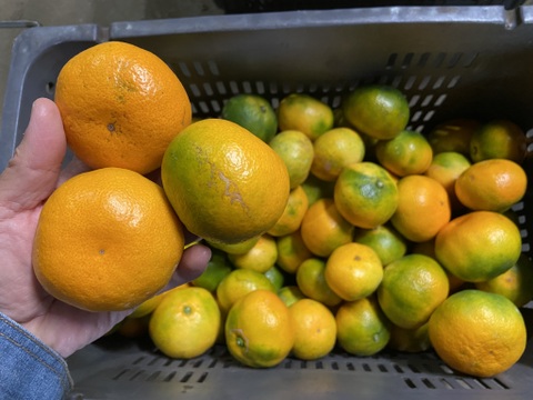 【１１月１８日～２３日収穫】甘酸っぱい！多少のキズはご容赦を【家庭用】早生ミカン”５kg”（サンプル糖度9.6～11.2度）