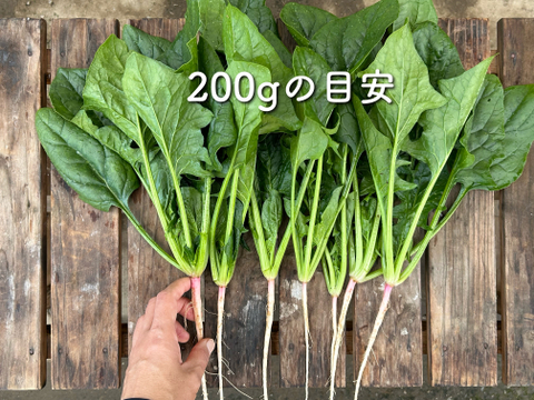 2kg｜信州産｜アクがない根付きほうれん草