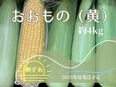 【2025年夏🌽予約受付中】
✨まさに“おおもの”級の甘さ✨
朝採れ直送｜黄色い超特大とうもろこし 4kgセット（約10〜12本）