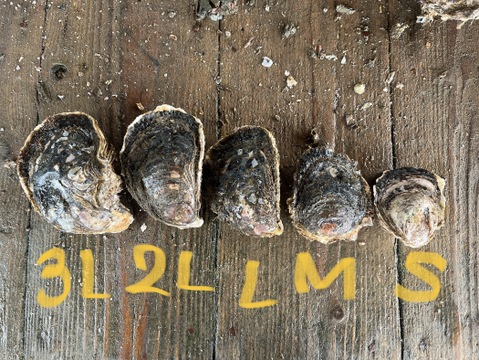 的矢産岩牡蠣  3L 2L L M S各一個計5個（生食可）
